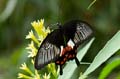 235 gewoehnlicher Mormone - Papilio polytes